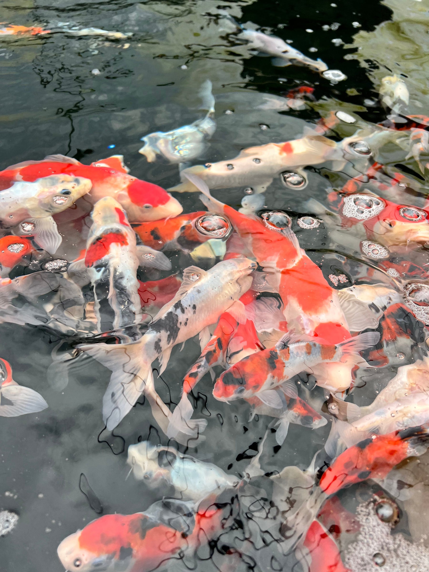 Koi fish