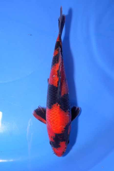 Hi Utsuri