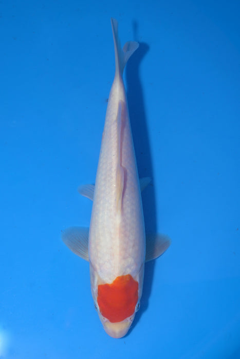 Tancho Kohaku