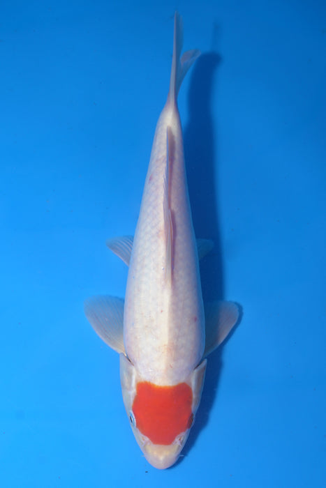 Tancho Kohaku