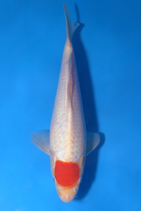 Tancho Kohaku