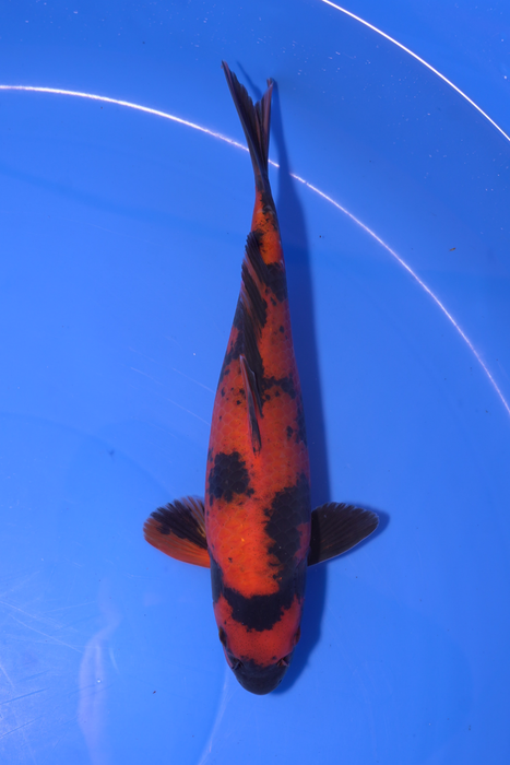 Hi Utsuri