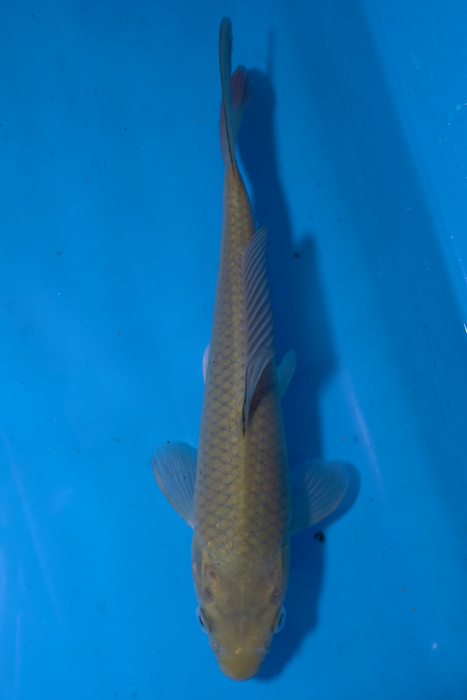 Chagoi