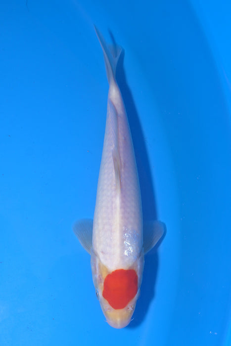 Tancho Kohaku