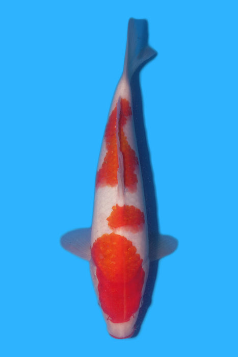 Kohaku