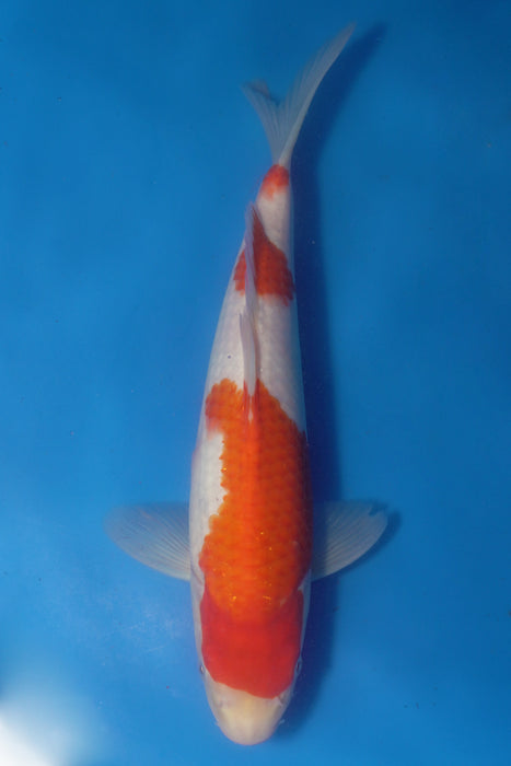 Kohaku