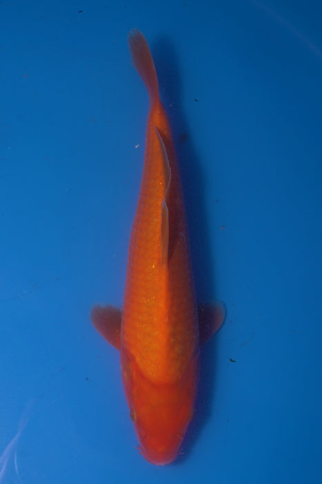 Benigoi