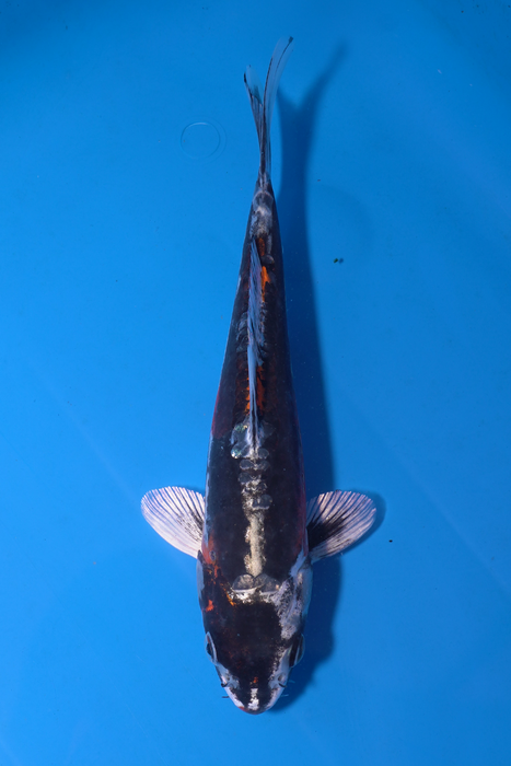 Beni Kikokuryu