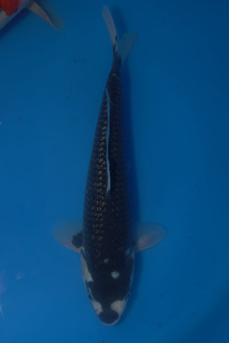 Black Diamond