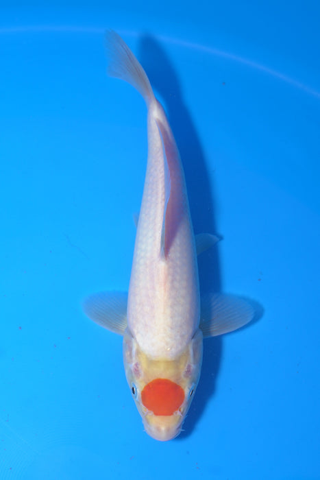 Tancho Kohaku