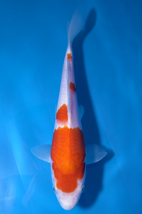 Kohaku