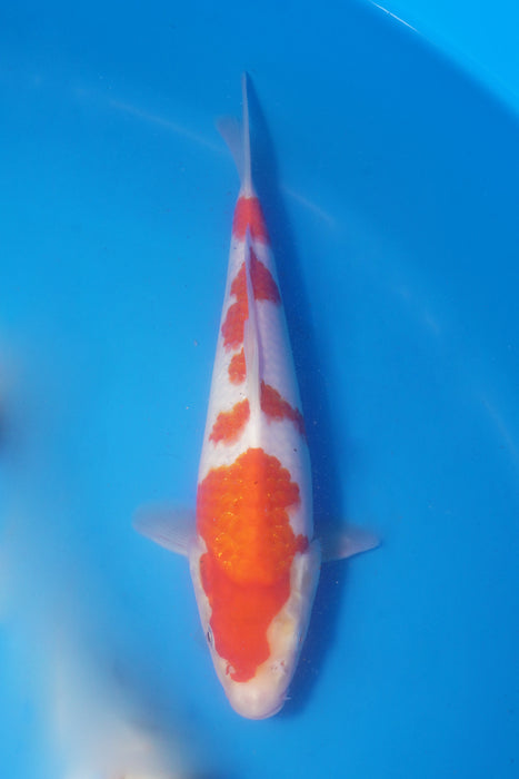 Kohaku