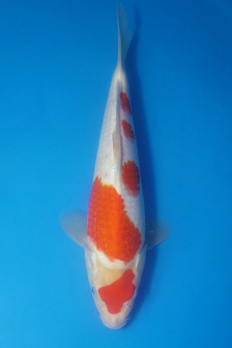 Kohaku