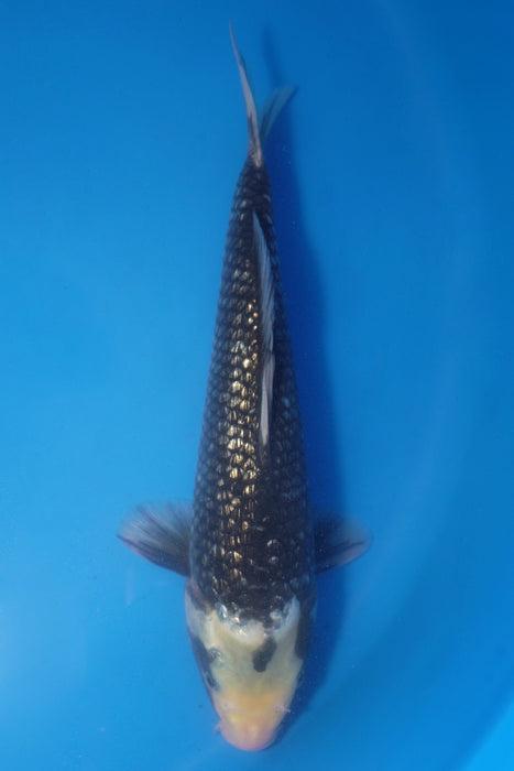 Black Diamond