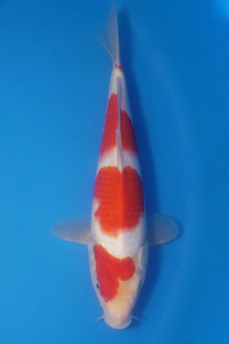 Kohaku