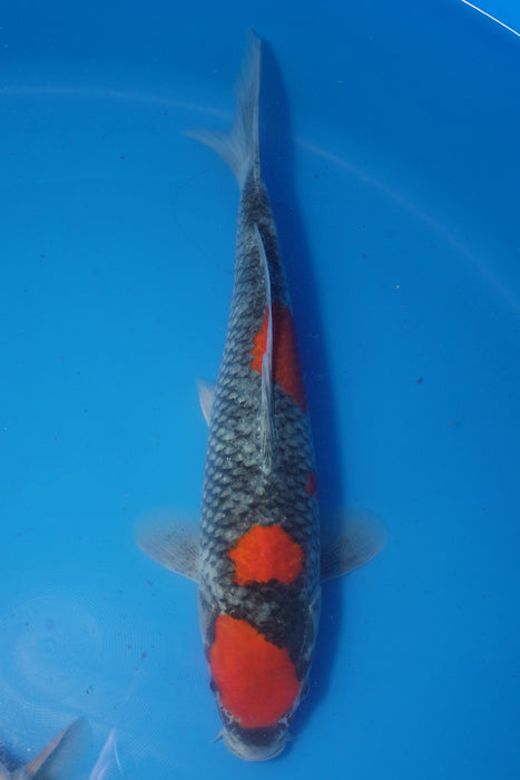 Goshiki