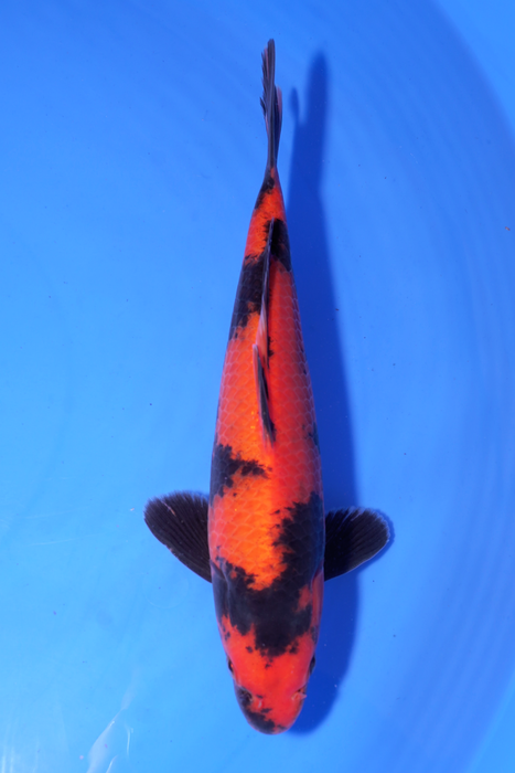 Hi Utsuri