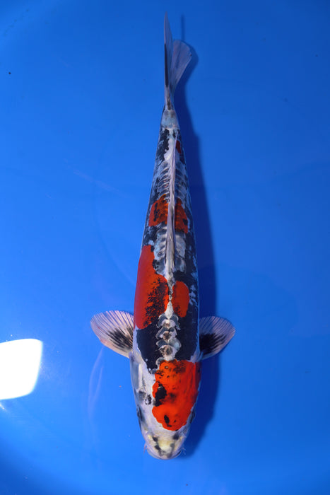Beni Kikokuryu