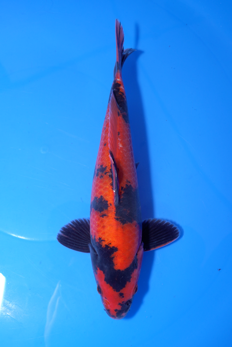 Hi Utsuri