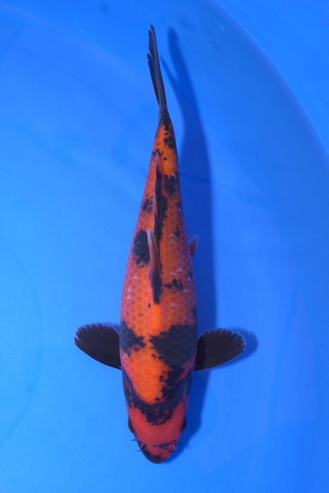 Hi Utsuri