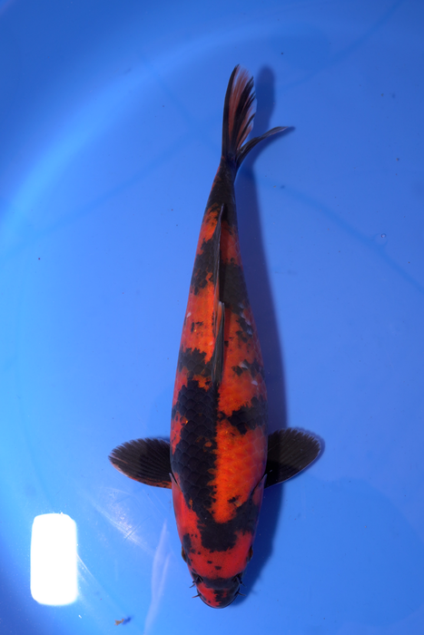 Hi Utsuri