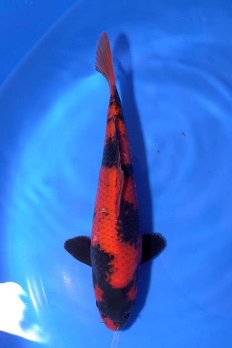 Hi Utsuri