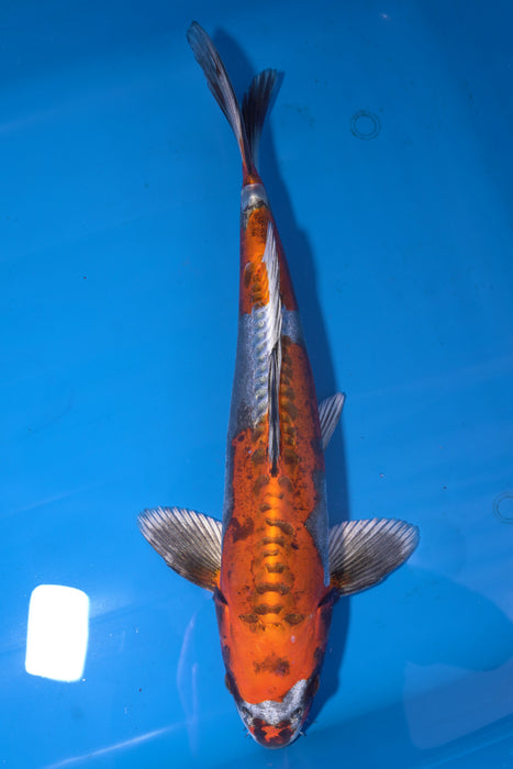 Beni Kikokuryu