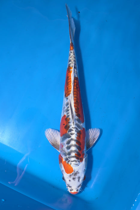 Beni Kikokuryu