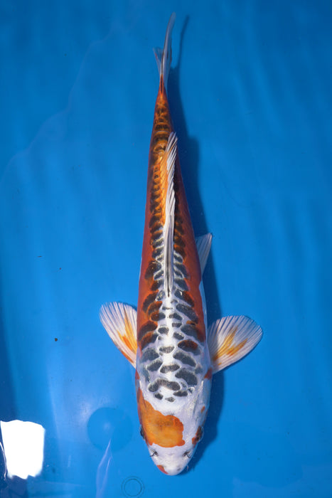 Beni Kikokuryu
