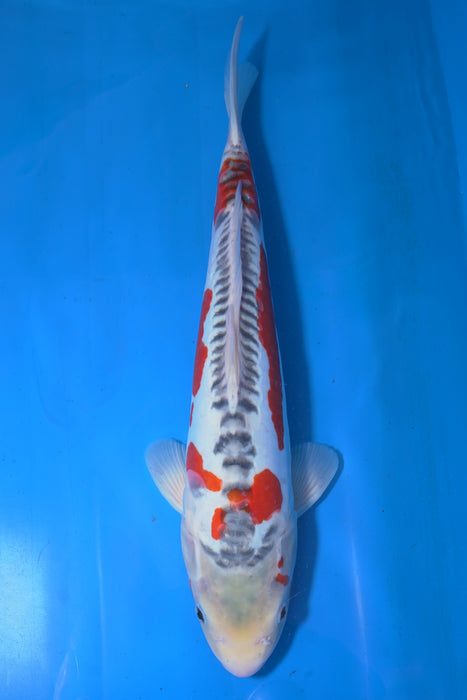 Shusui