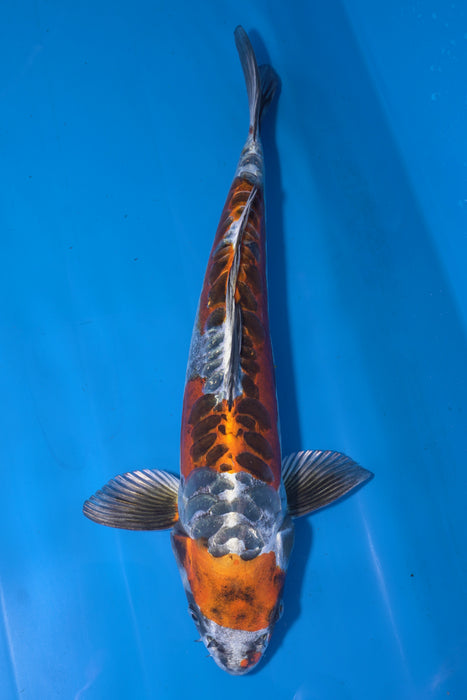 Beni Kikokuryu