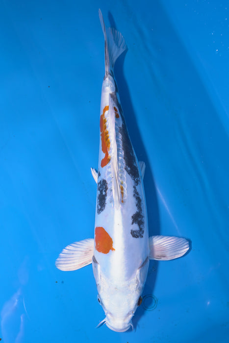 Beni Kikokuryu