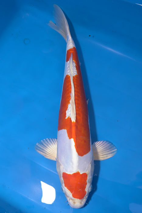 Kikusui