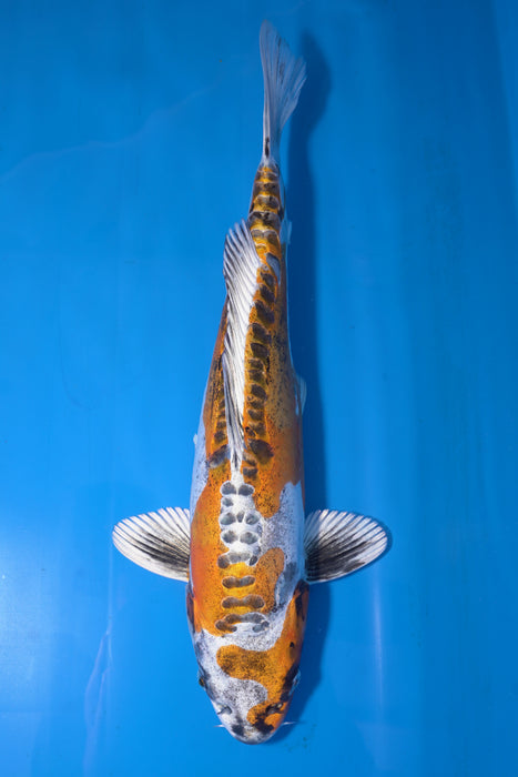 Beni Kikokuryu