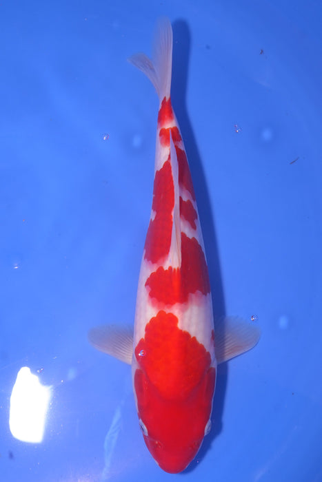 Kohaku