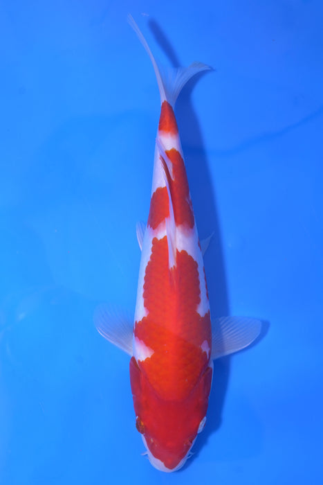 Kohaku