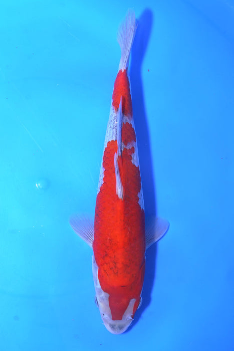 Goshiki