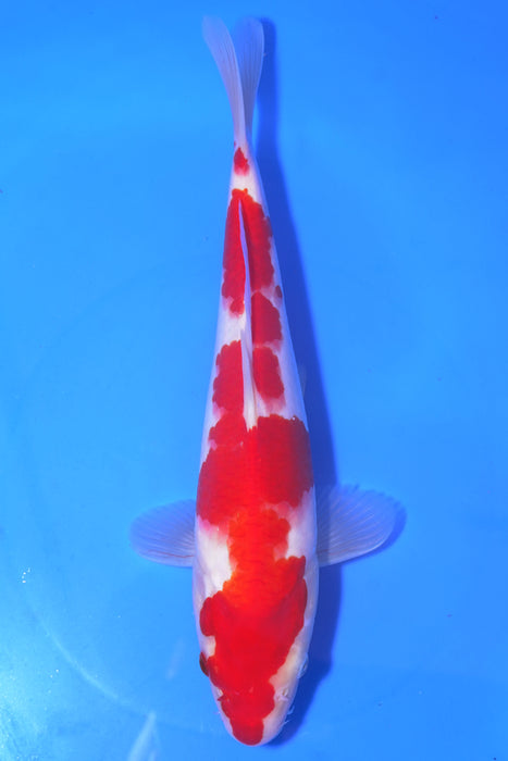 Kohaku