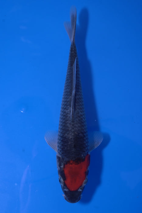 Tancho Goshiki