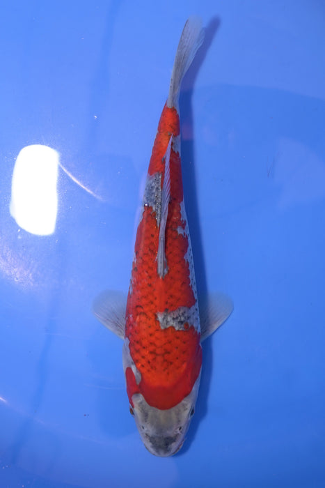 Goshiki