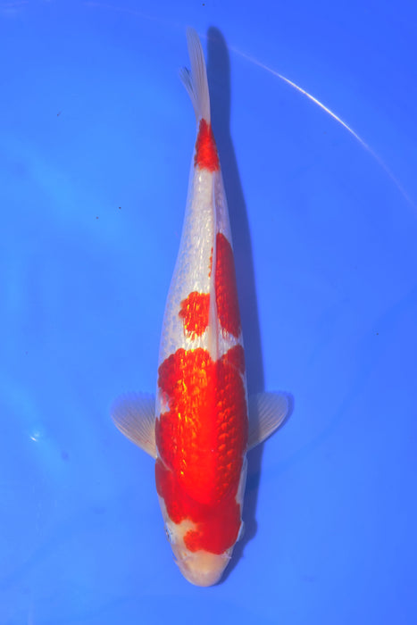Gin Rin Kohaku