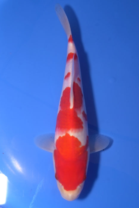 Kohaku
