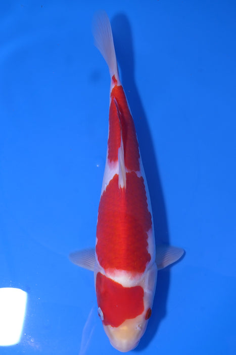 Kohaku
