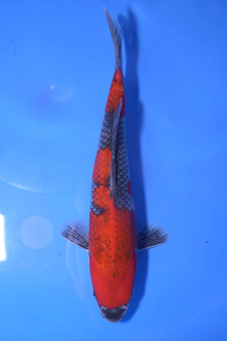 Goshiki