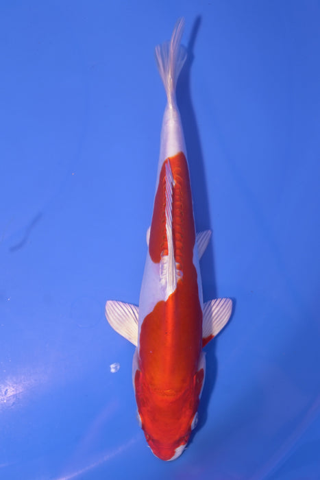 Kikusui