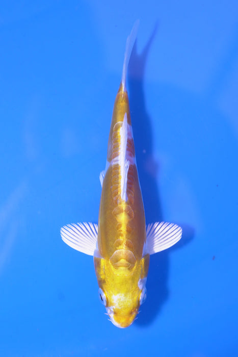 Doitsu Hariwake