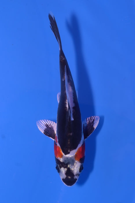 Beni Kikokuryu