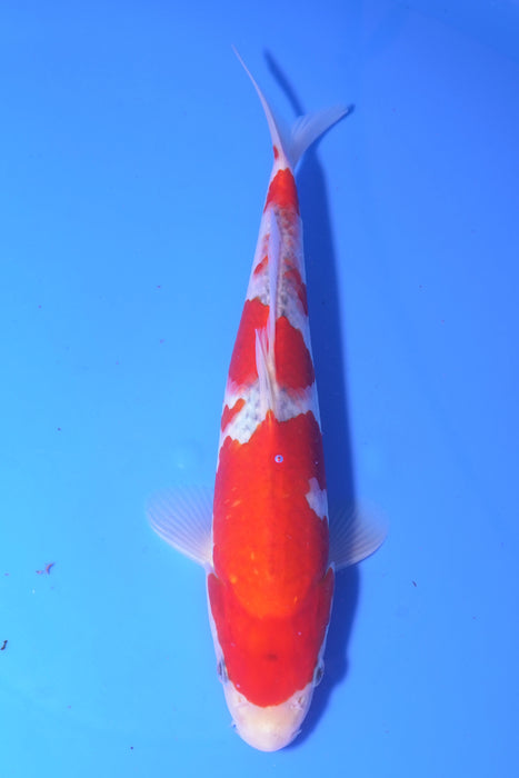 Goshiki