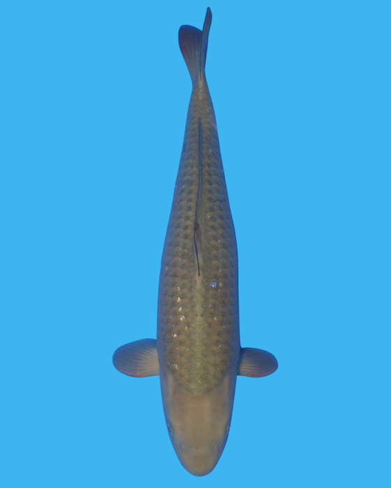 Chagoi