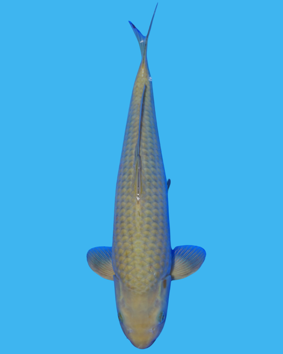 Chagoi